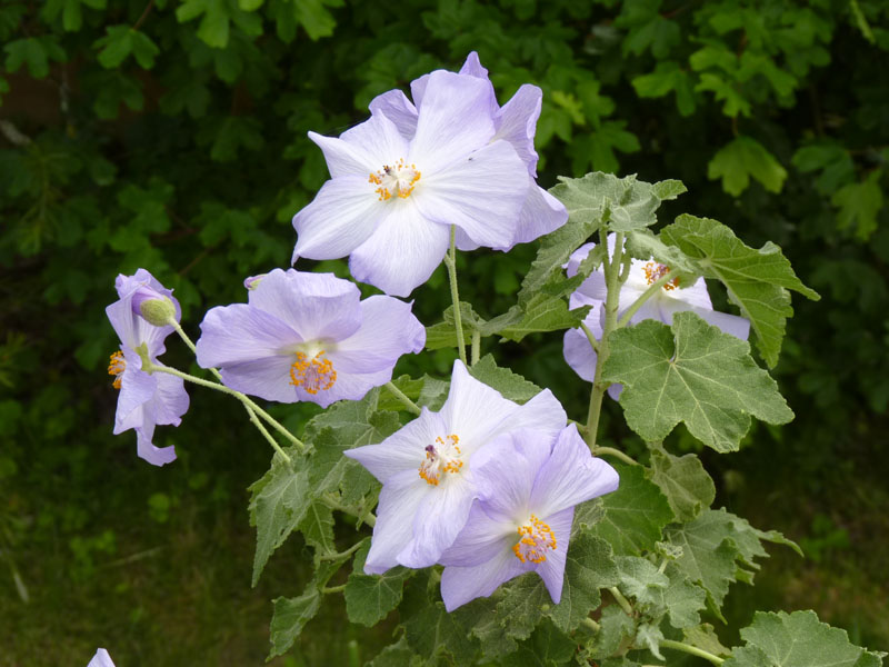 Abutilon vitifolium